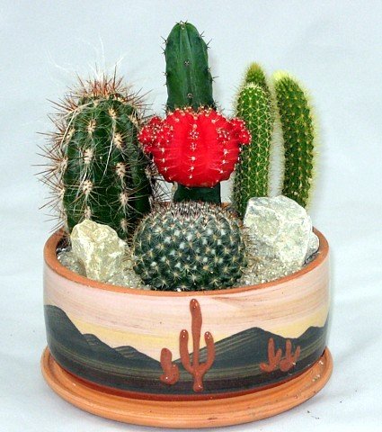 Large Deco-Bowl Cactus Garden -Great Gift-Easy to grow!