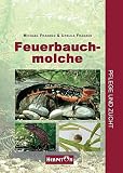 Feuerbauchmolche. Pflege und Zucht