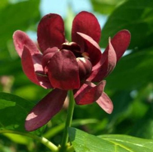 Calycanthus 'Aphrodite' PPAF- Sweetshrub - Fragrant - Proven Winners - 4 Calycanthus 'Aphrodite' PPAF- Sweetshrub - Fragrant - Proven Winners - 4