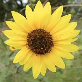 Wild Sunflower - 100 Seeds