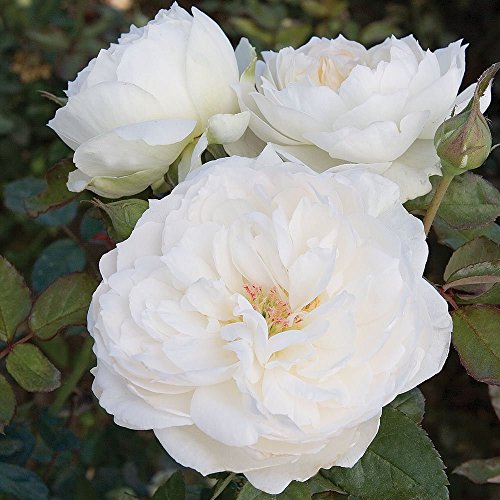 Bolero Rose Bush Reblooming White Floribunda Very Fragrant Rose Grown Organic 4