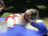Joybies Tropical Red Aloha Piddle Pants(tm) for XXX Small Male Dog (Measuring 7-9 From Collar to Base of Tail)