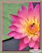 NATURE'S PHOTOGRAPHIC ARTISTRY BY DSW - Pink Water Lily With Bee - Photography Print 8
