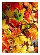 Fall Leaves Silk Reflections Garden Size Flag
