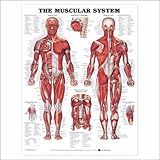 Muscular System