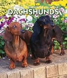 Dachshunds 2007 Weekly Calendar