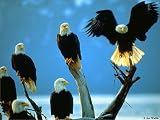Alaska Wilderness by Art Wolfe