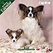 Papillon 2007 Wall Calendar