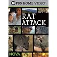 Rat Attack! by 