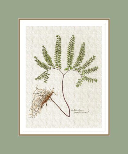 Botanical Print of Adiantum Fern, Double Matted, 11x14 Inches, High Quality Giclee Print