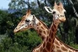 Two Giraffes - 36