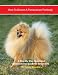 pomeranian30  - How to Groom a Pomeranian Perfectly A Step