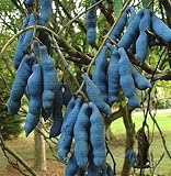 Eigenschaften tropical.garden  / Blaugurkenstrauch - Decaisnea fargesii - 5 Samen