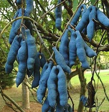 Blauschotenstrauch - Decaisnea fargesii - Samen