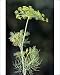 Photographic Prints of ME-1742 Fennel seed from Ardea Wildlife Pets
