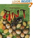 The Life Cycle of an Ant