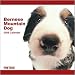 Bernese Mountain Dog 2009 Wall Calendar