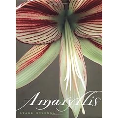Amaryllis
