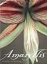 Amaryllis
