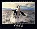 Breaching Orca 16 x 20 Animals Art Print Posters