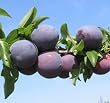 Spring Satin Plumcot Tree -- 12 by 12 Inch Container