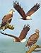 Eagles Hawks & Falcons African Fish Eagle Color Plate