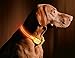 ILLUMISEEN LED Dog Collar USB Rechargeable - Bright & High Visibility Lighted Glow Collar for Pet Night Walking - Weatherproof, in 6 Colors & 6 Sizes (Orange Large)