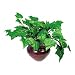 Nu-Dell Products - Nu-Dell - Artificial Ivy Plant in a Mahogany Fiberglass Pot, 8
