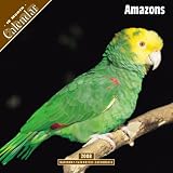 2008 Amazons 2008 16 Month Pinup Wall Calendar **IN STOCK NOW**