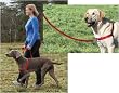Petsafe Easy Walk Harness, Medium, Royal Blue Petsafe Easy Walk Harness, Medium, Royal Blue