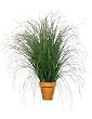 PRESERVED GRASS 36"H