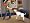 The Sims 2: Pets Expansion Pack (PC DVD)