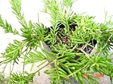 Clumpy Mistletoe Cactus