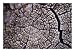 A Close View of the Annular Rings of a Decayed Tree Trunk Botanical Photographic Poster Print by Raul Touzon, 16x12