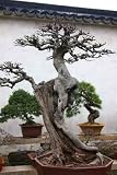 Bonsai Tree and Garden in Suzhou, China - 36