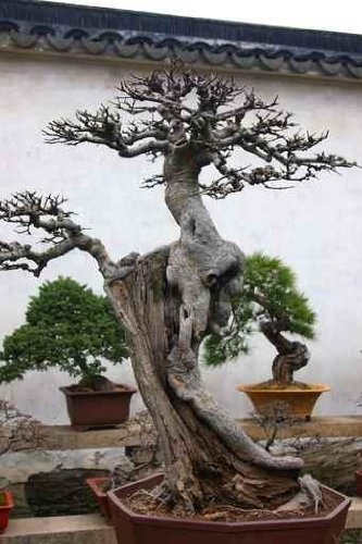 Bonsai Tree and Garden in Suzhou, China - 36