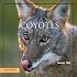 Coyotes (Look West Series)