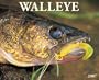Walleye