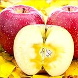 山形県産 準秀品 サンふじ リンゴ 約5kg(約13玉〜23玉入り/時期により品種変更)