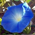 Heavenly Blue Morning Glory 150 Seeds