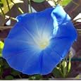 Heavenly Blue Morning Glory 270 Seeds - UNTREATED/FRESH