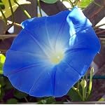 Heavenly Blue Morning Glory 270 Seeds - UNTREATED/FRESH
