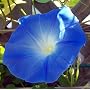 Heavenly Blue Morning Glory 150 Seeds