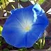 Outdoor Living : Heavenly Blue Morning Glory 150 Seeds - UNTREATED/FRESH