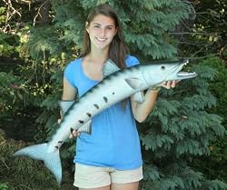 Giant Fiberglass Taxidermy 39" Barracuda Fish Mount