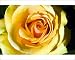 Photographic Prints of Hybrid tea rose (Rosa Just Joey) from Science Photo Library