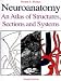 Neuroanatomy: An Atlas of Structures, Sections, and Systems