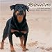 Rottweilers 2010 Wall Calendar