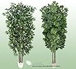 TWO 7' Very Full Artificial Trees -Ficus + Schefflera with Real Wood Trunks