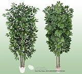 TWO 7' Very Full Artificial Trees -Ficus + Schefflera with Real Wood Trunks